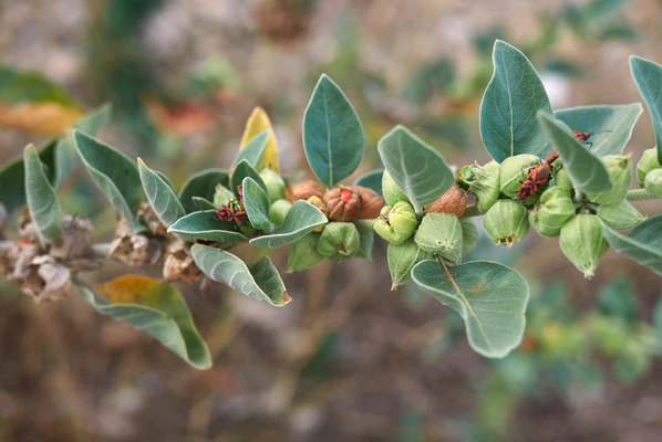 Ashwagandha Benefits: Natural Stress Relief & Energy Boost (Now Shipping to Ireland, UK & EU)