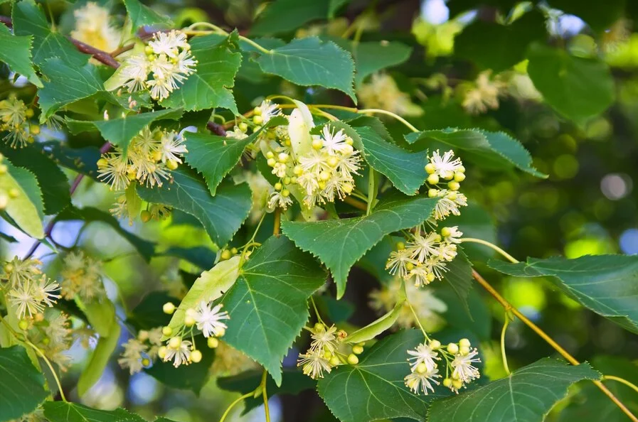 Fadogia Agrestis: Natural Support for Vitality, Performance, and Testosterone (Now Shipping to Ireland, UK & EU)